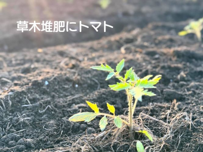 tomato