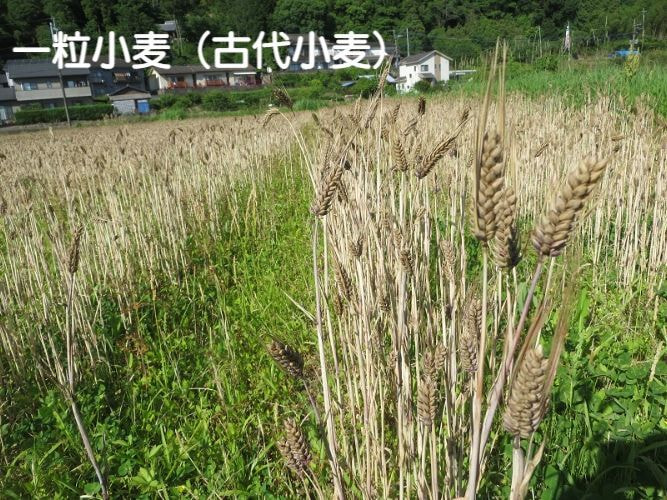kodai-mugi