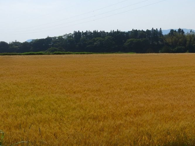 kokurui